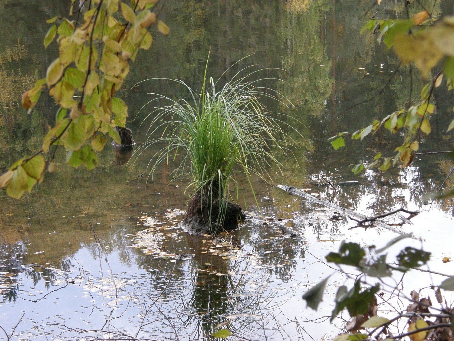 Водяной