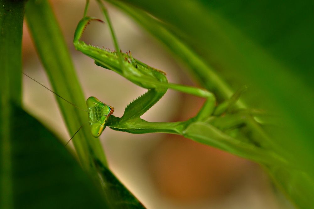 MANTIS