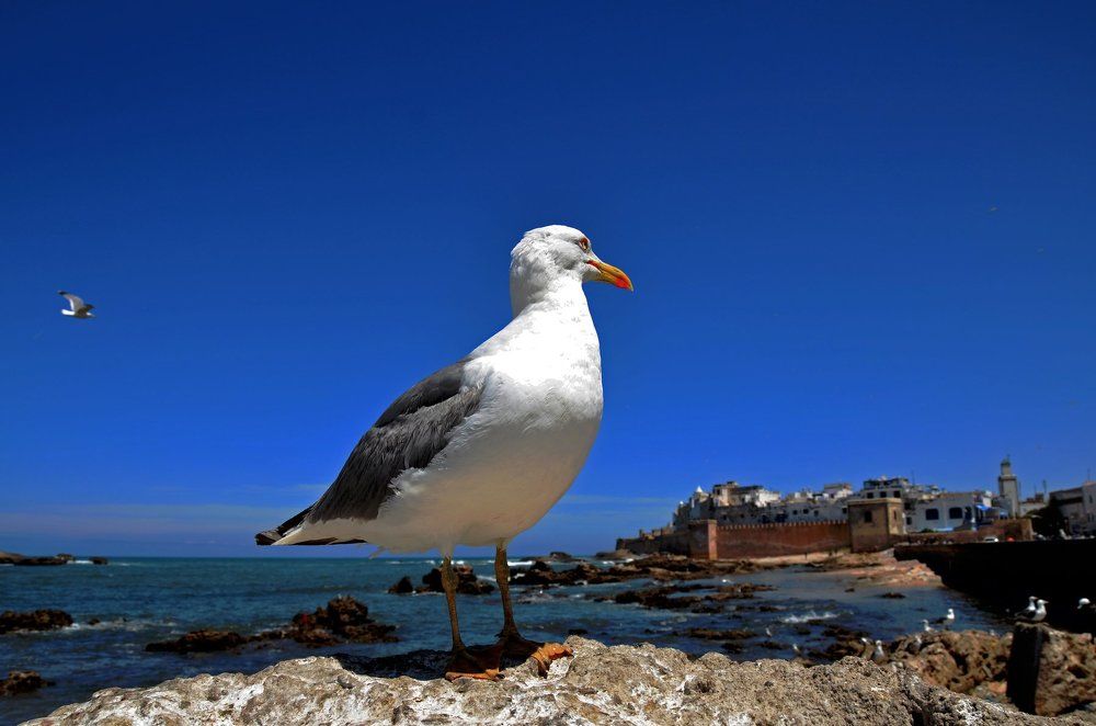 Страж древней Эссуэйры