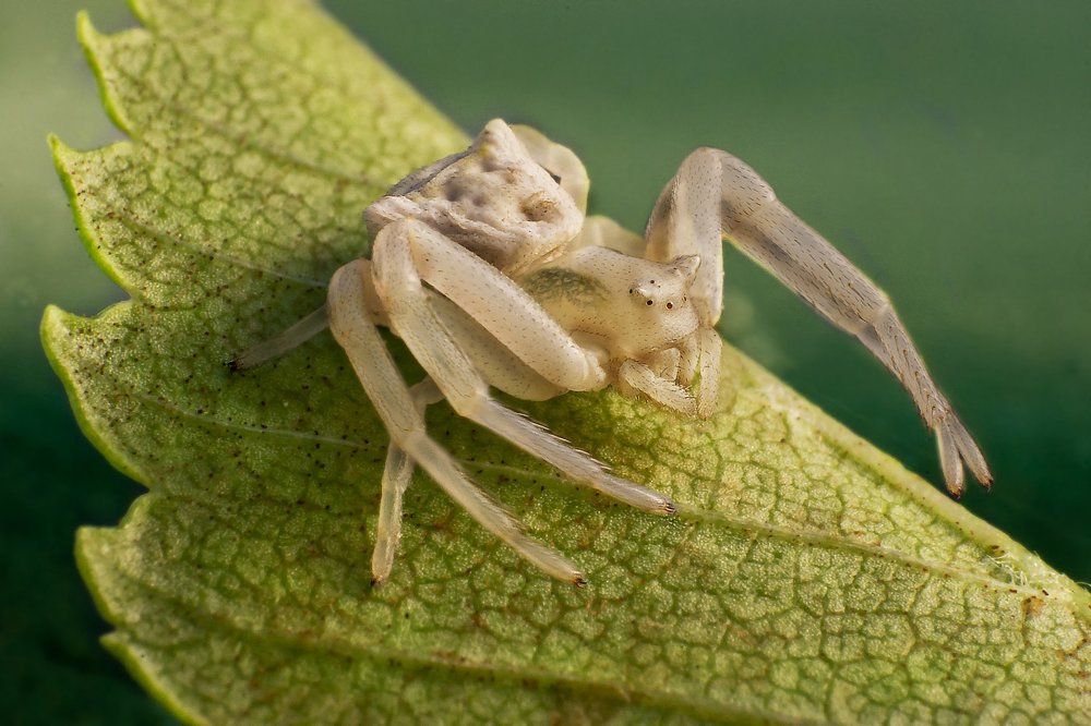 White crab spider