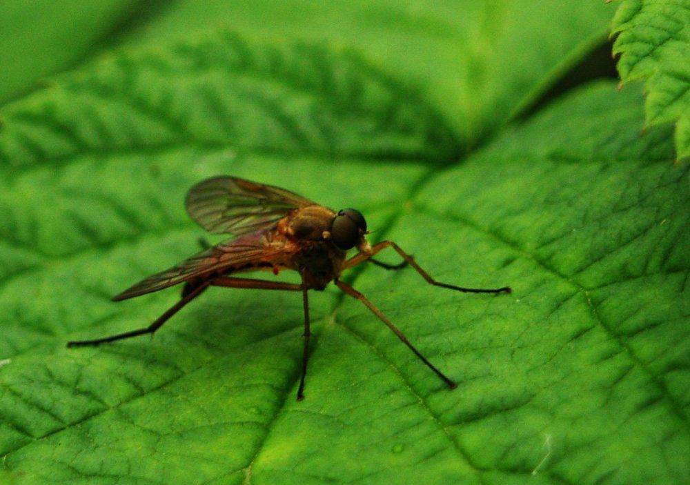 что то с крыльями?