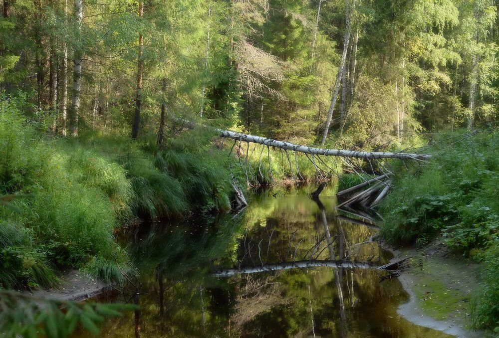 Август.Коми край