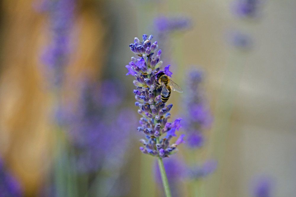 Bee in purple / Лавандовая пчелка