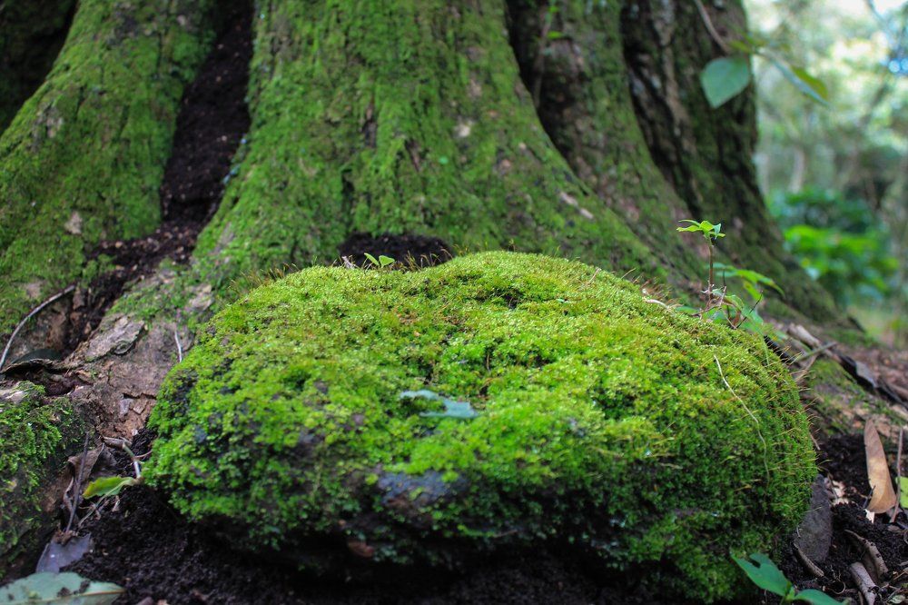 al borde de un arbol