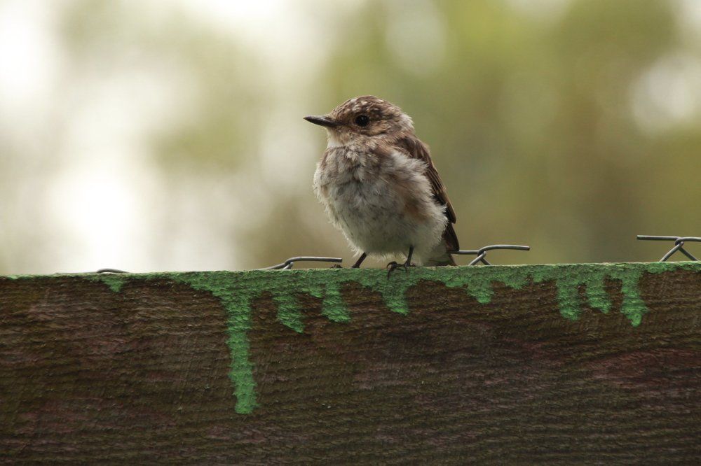 птица на заборе
