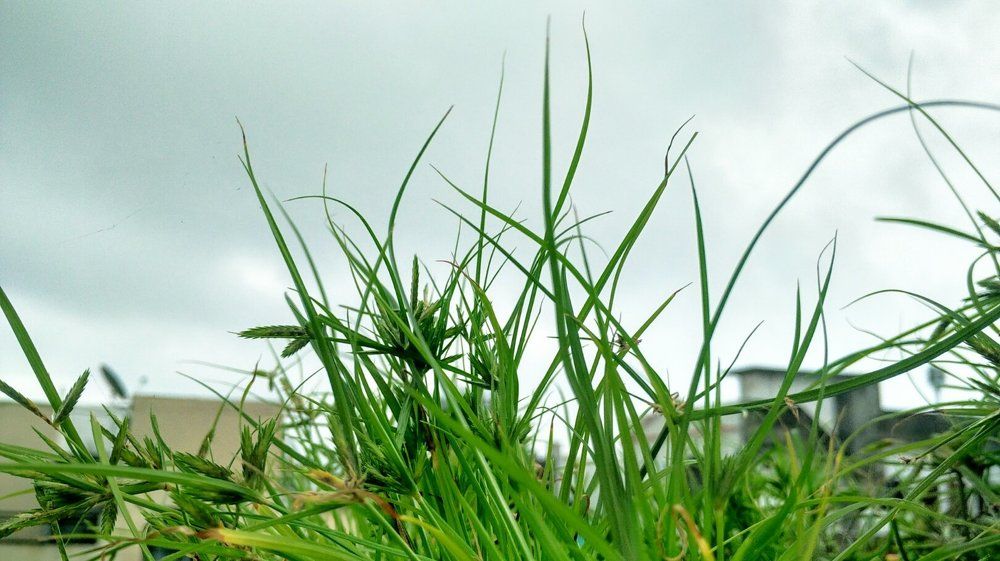 Grass High