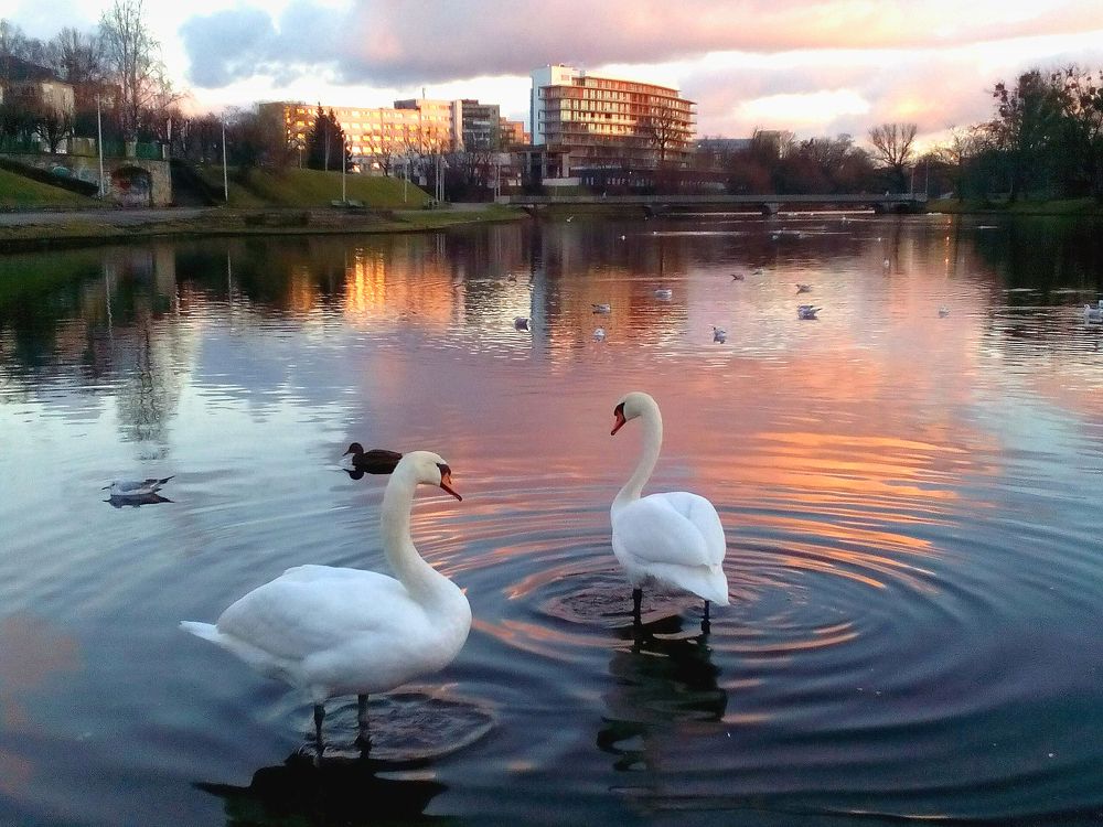 декабрьское утро в Калининграде
