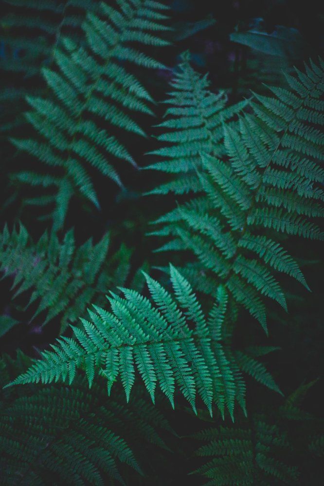 Fern