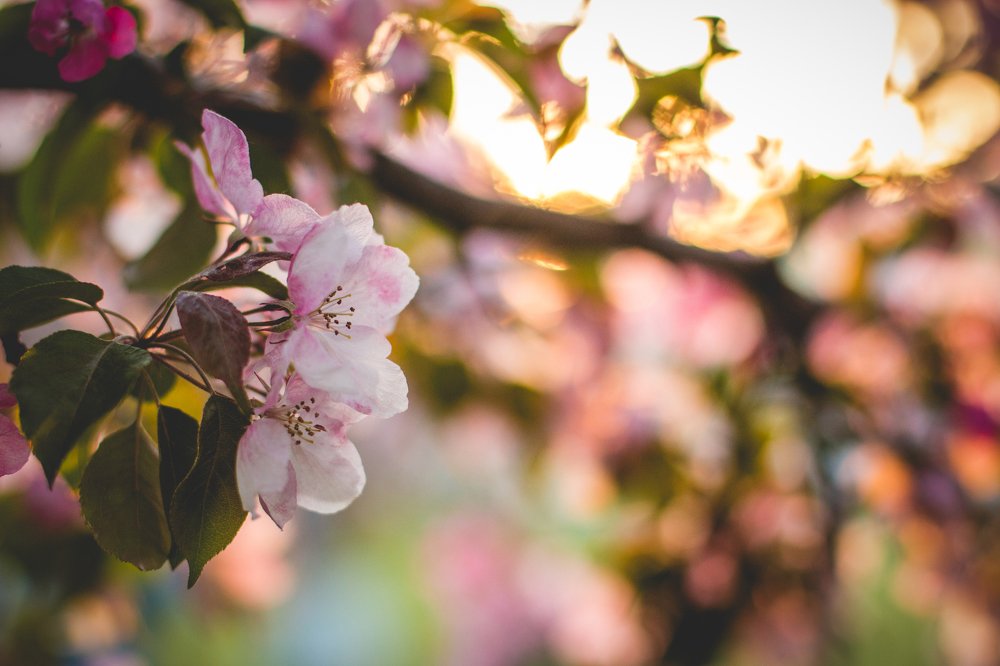 Apple Blossom