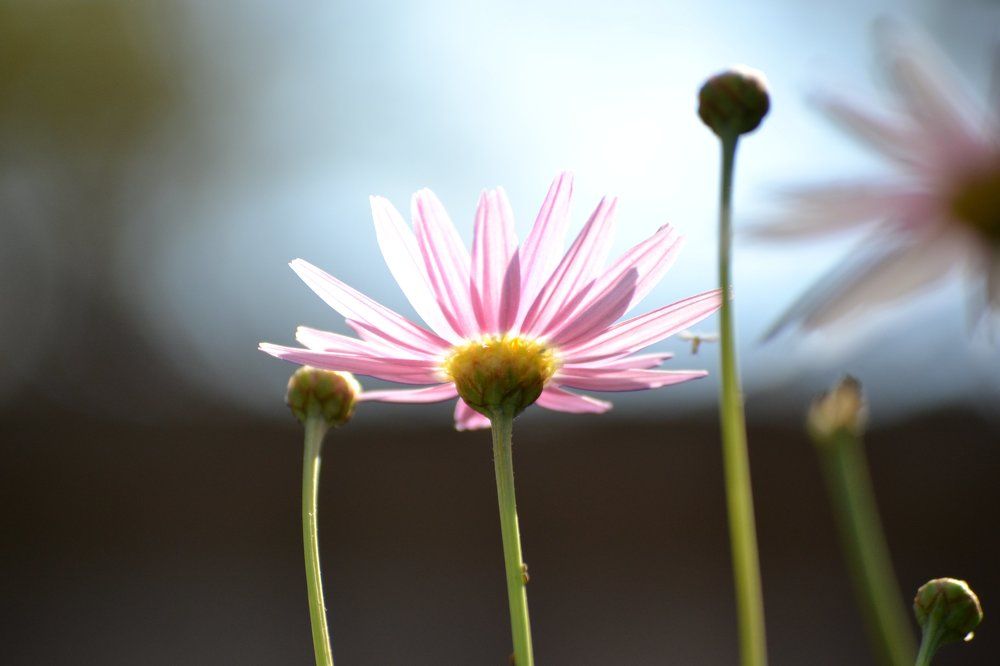 Perception of flower .