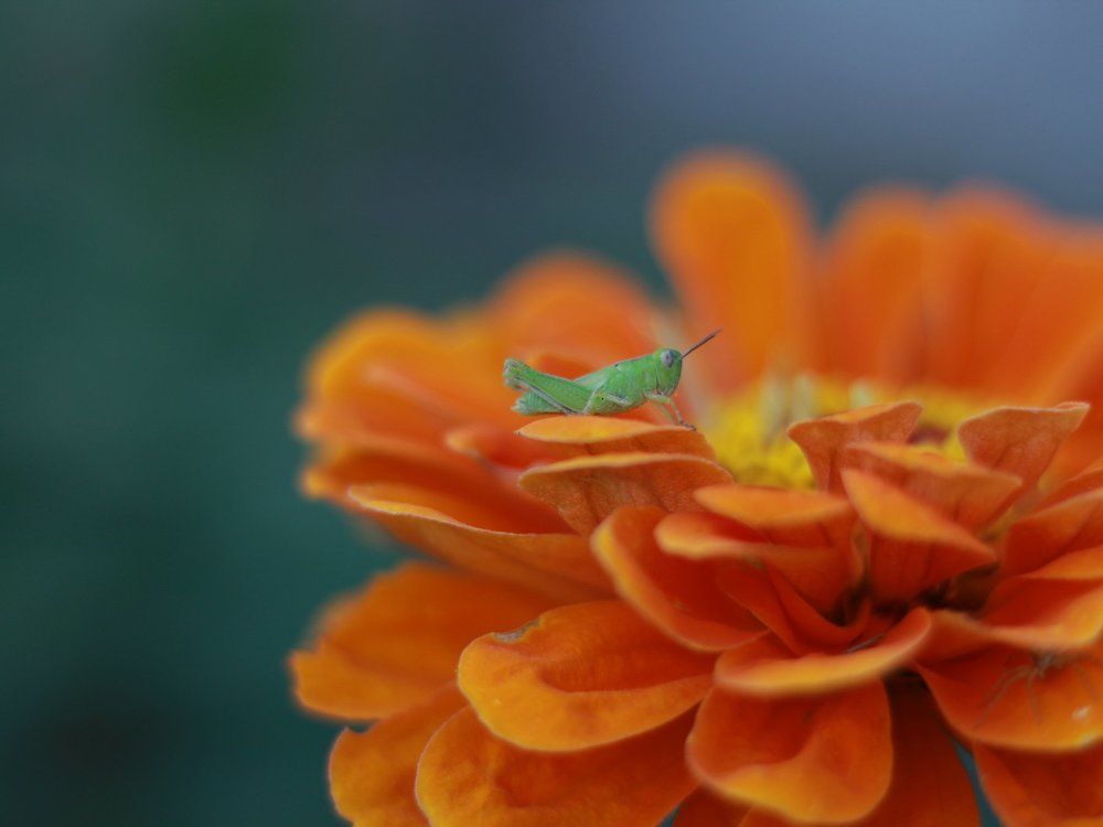 Совсем как огуречик..