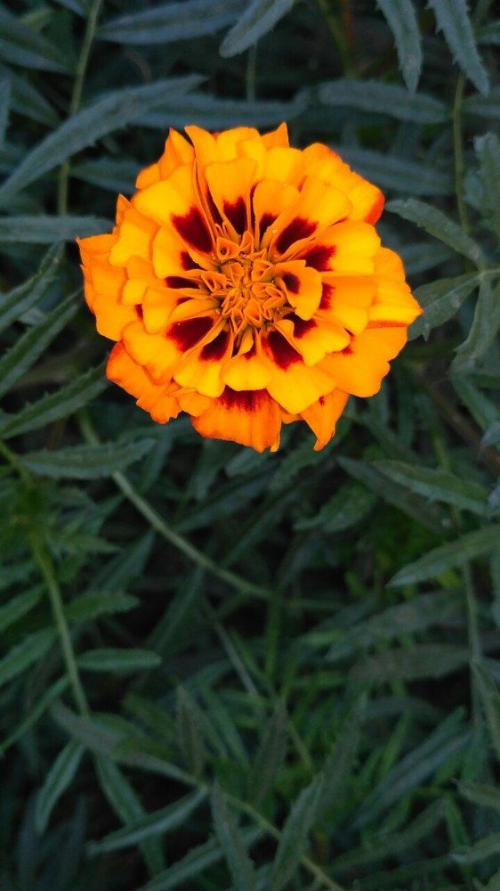 Marigold