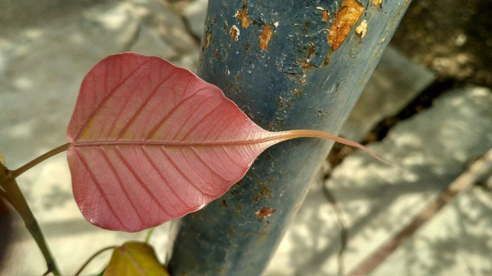 bodhi leaf