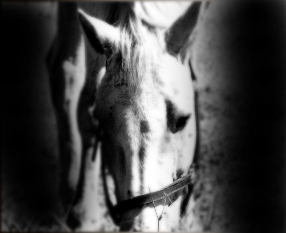 White Horse