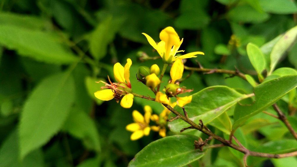 Yellow flower