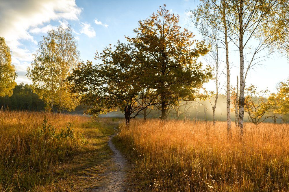 Медовое утро осени