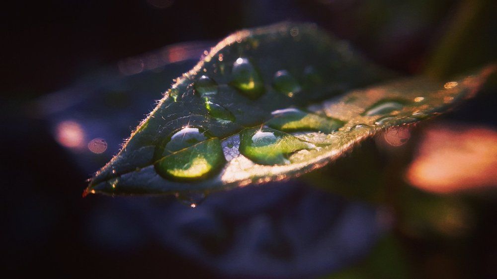 World in green