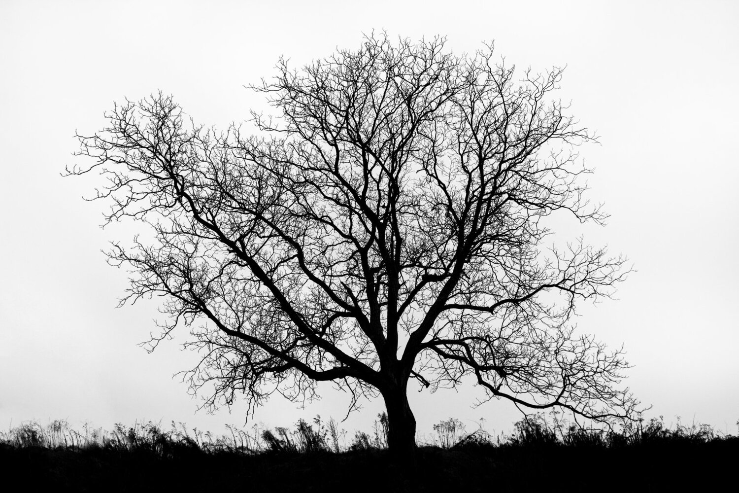 We all are rooted to Earth.