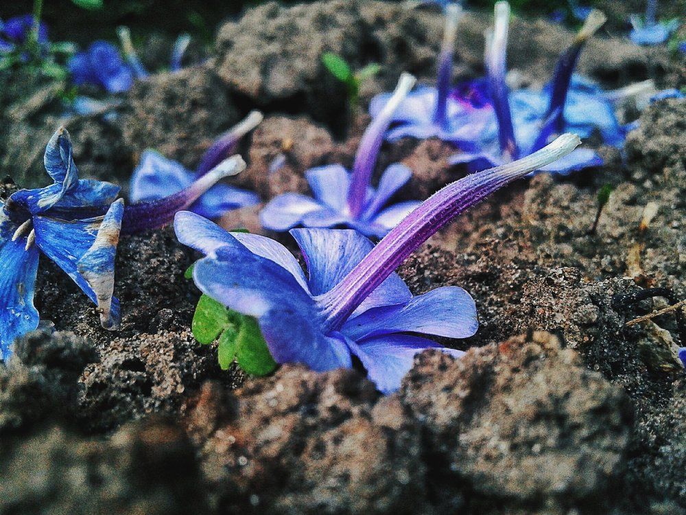 end of flowering