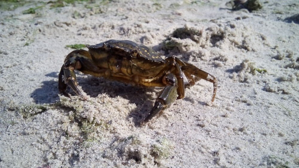 краб песчанник