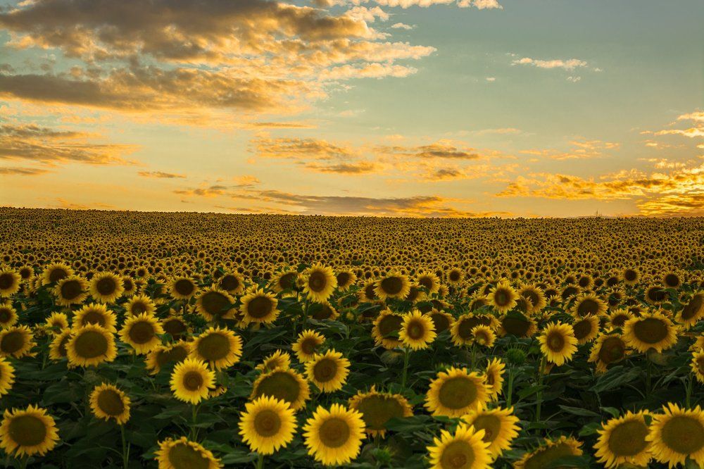 Подсолнухи