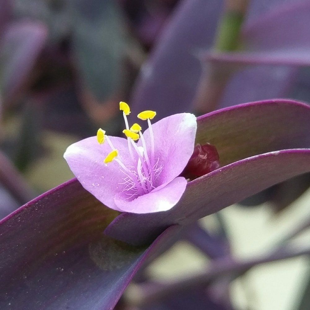Tegraf Flowers