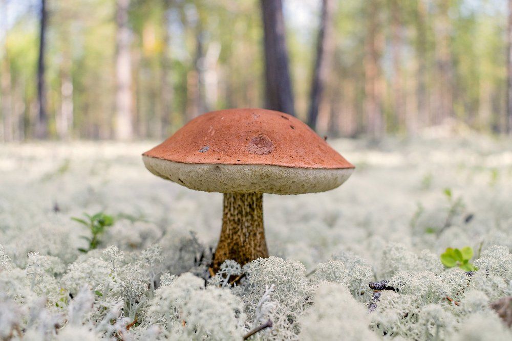 Подосиновик на ковре с ягеля.