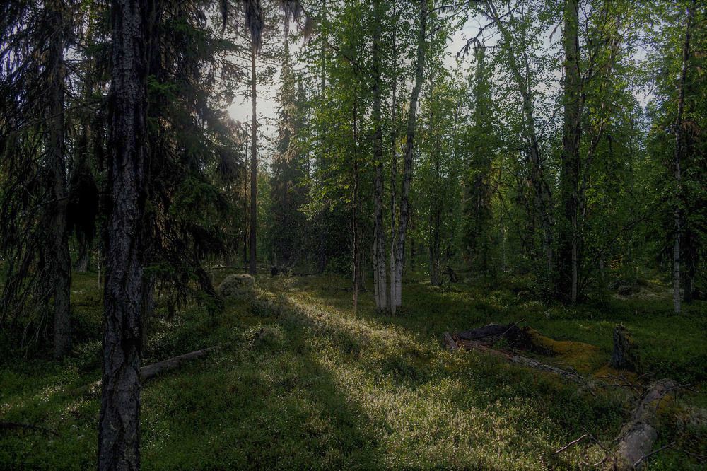 Таёжный лес в августа