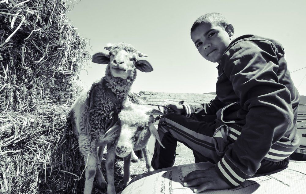 The kid and the sheep