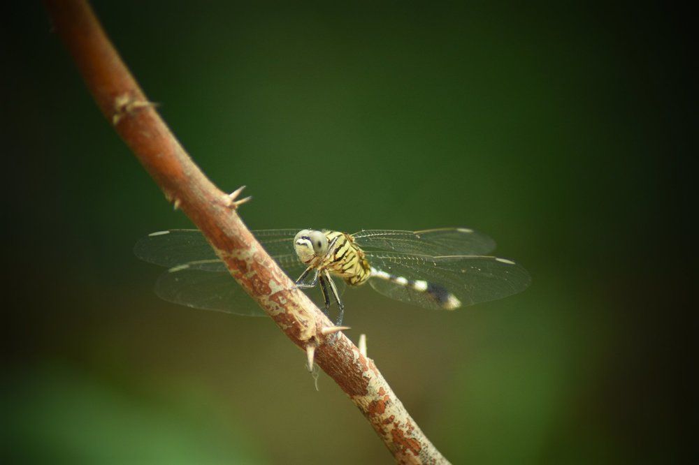 Stirngfly watching