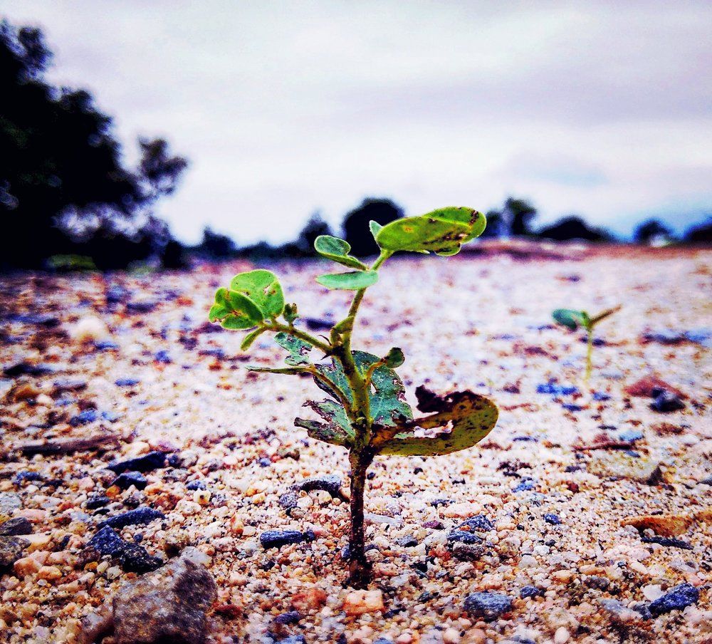 Little  plant