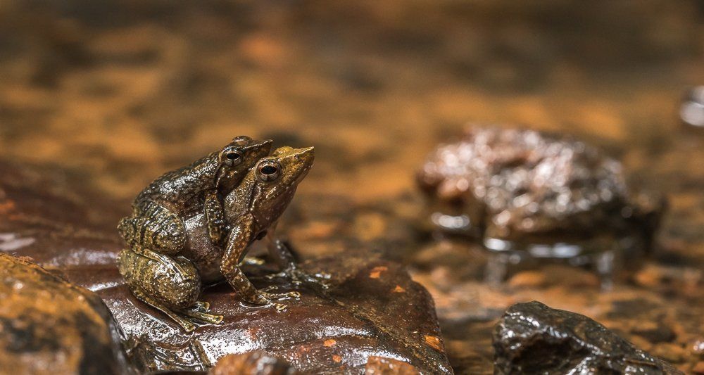 Amplexus - Dancing Frog