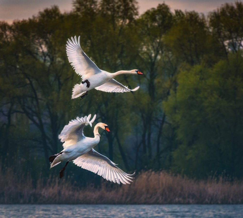 Летящие красавцы