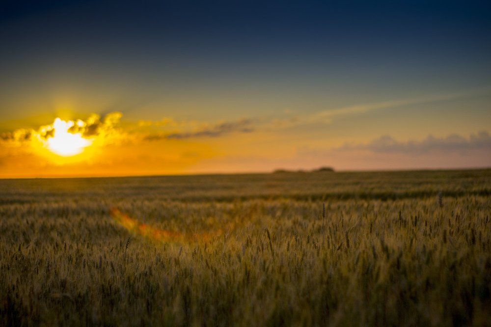 Пшеничное поле