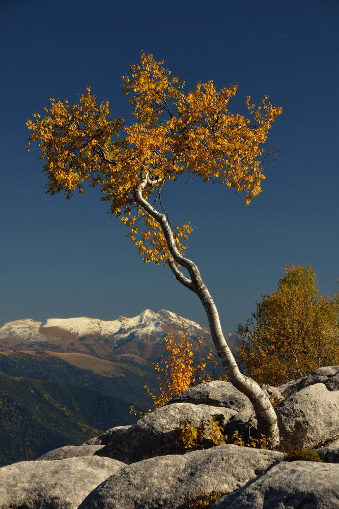 Распустила осень косы...