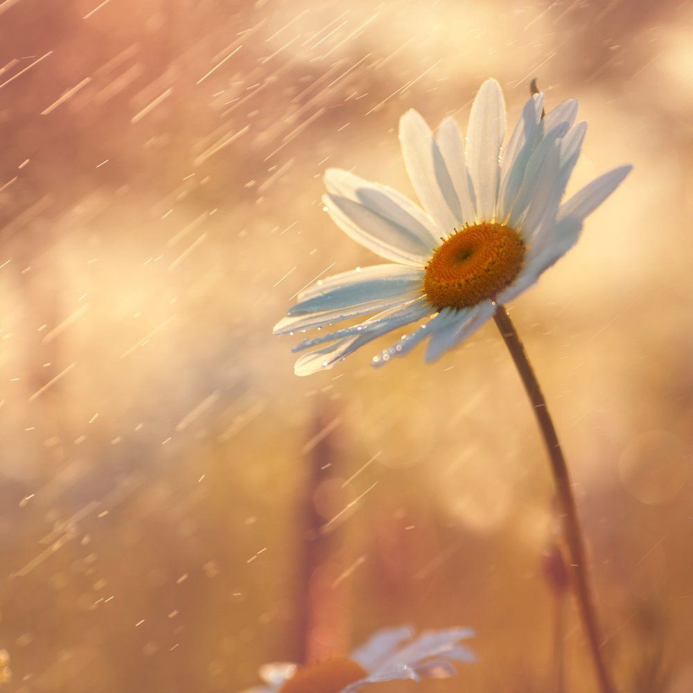 Летний дождь