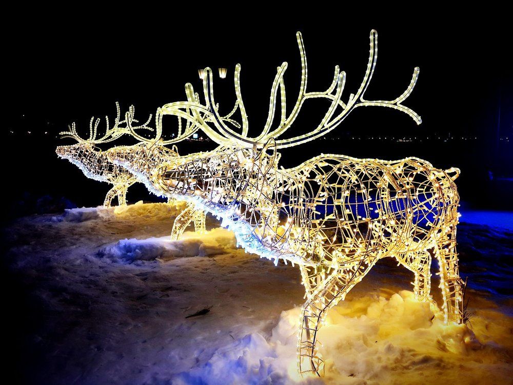 Reindeer at night