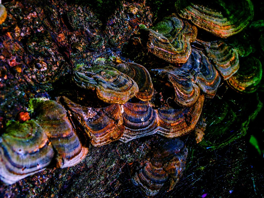 Ночью на болоте