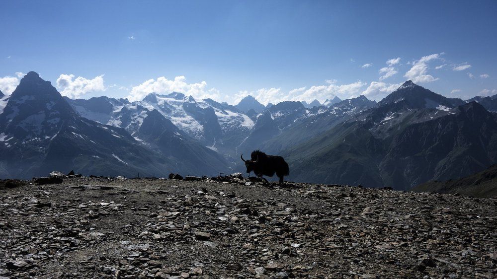 Домбай в переводе - зубр