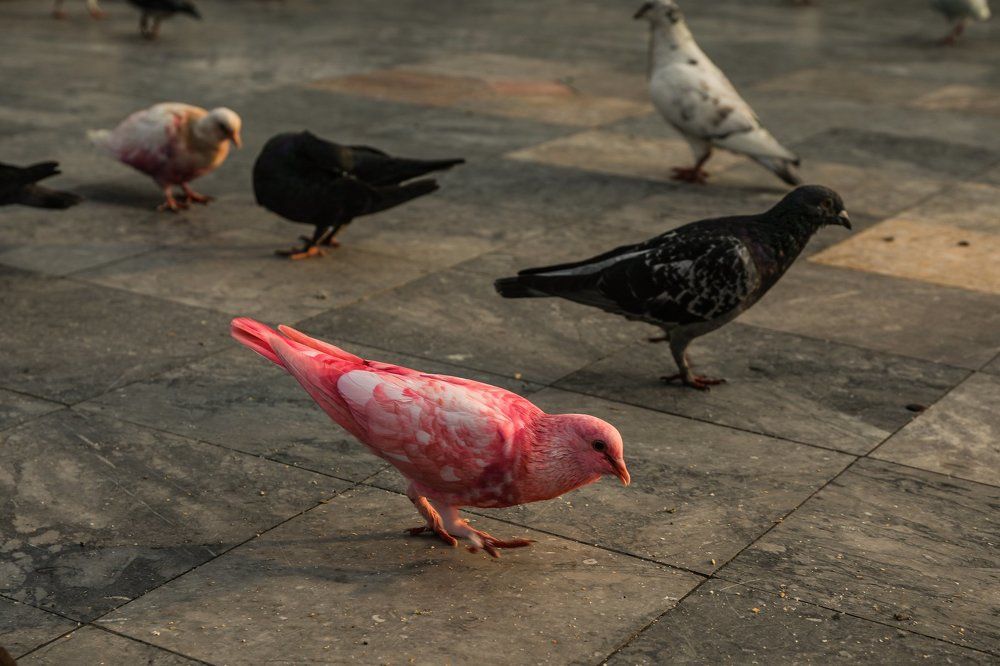 Photograph by Димтрий