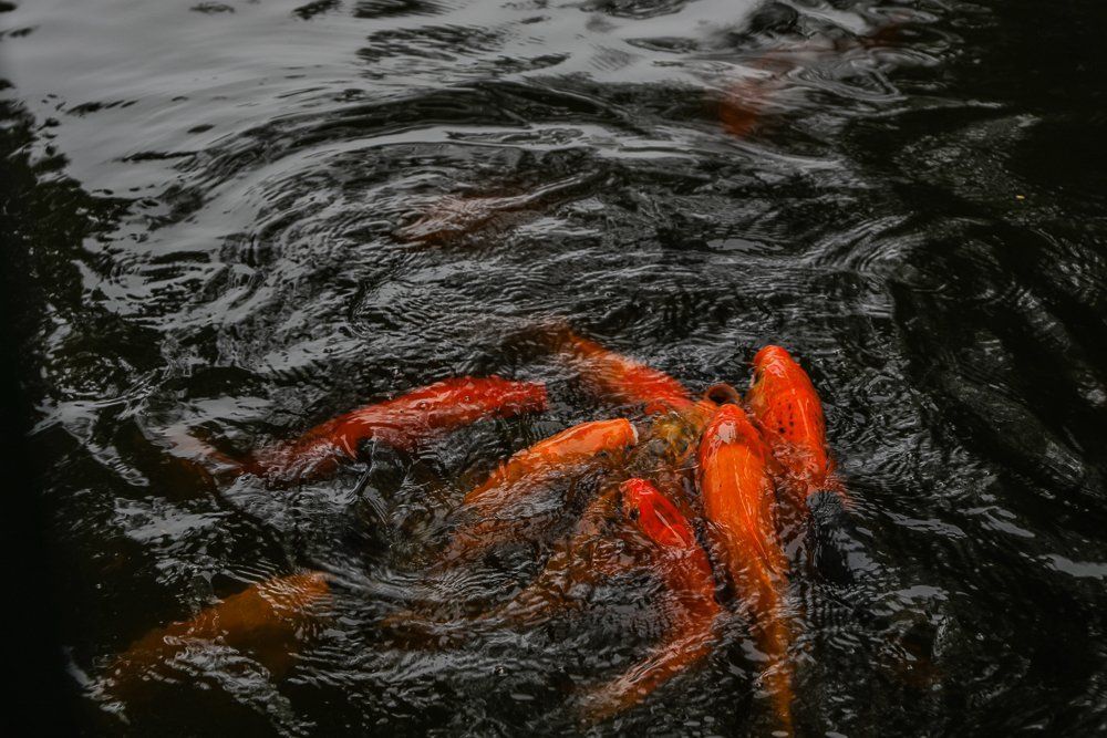 Photograph by Димтрий