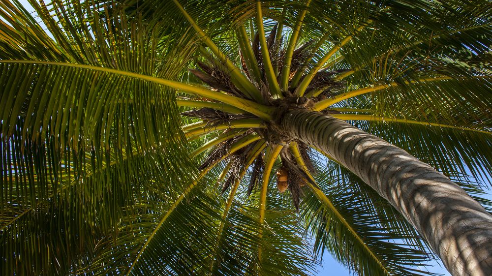 Райское наслаждение