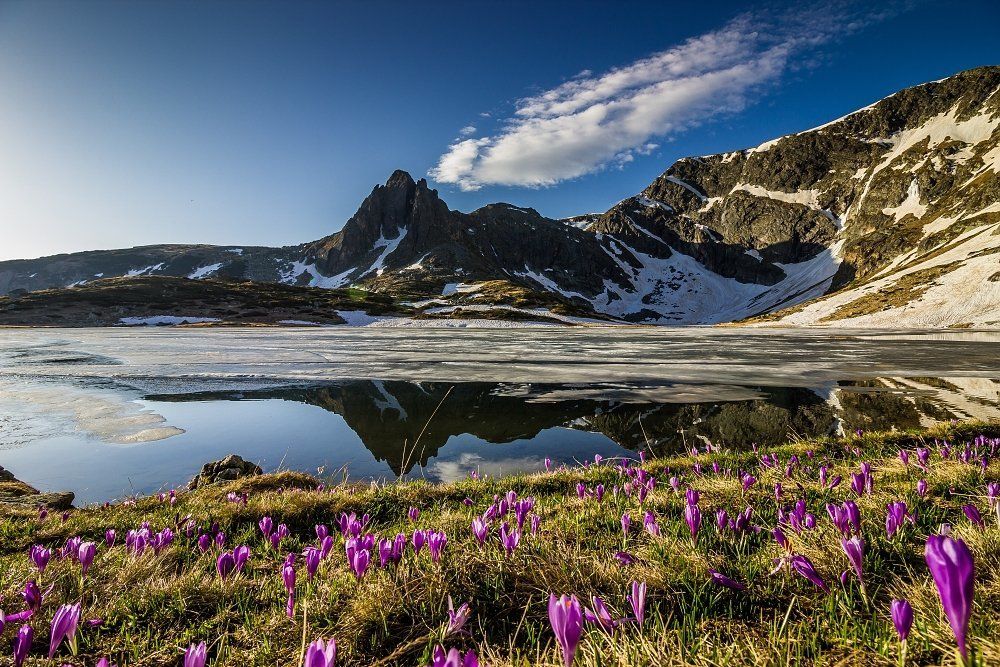 Крокусы в Гора Рила