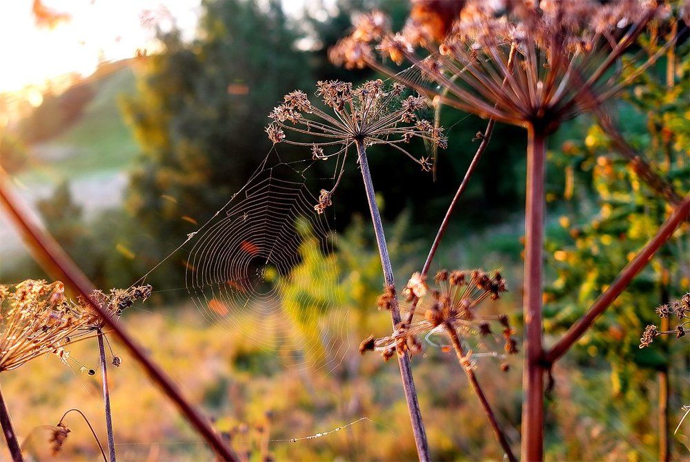 Сельская сеть...