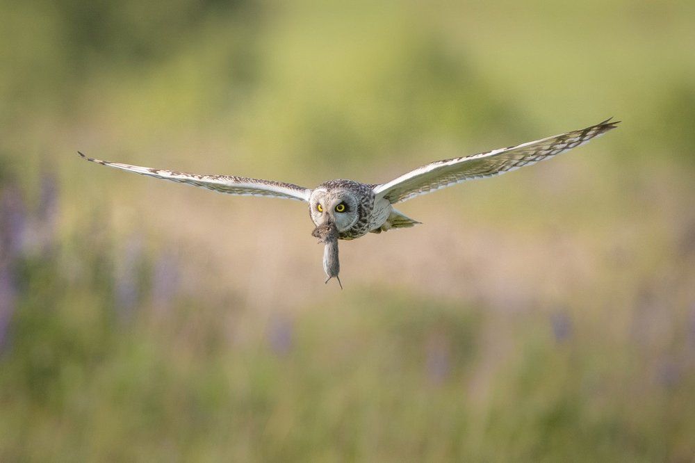 Эх,прокачу!