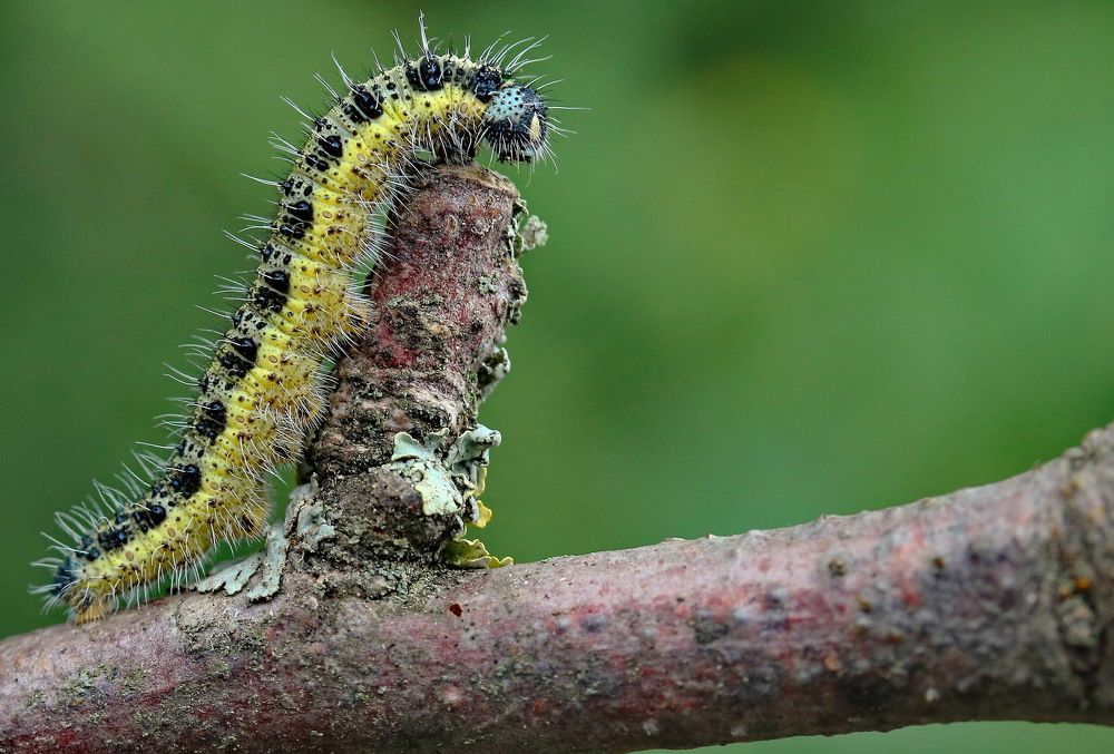 Photograph by Игорь Осипов