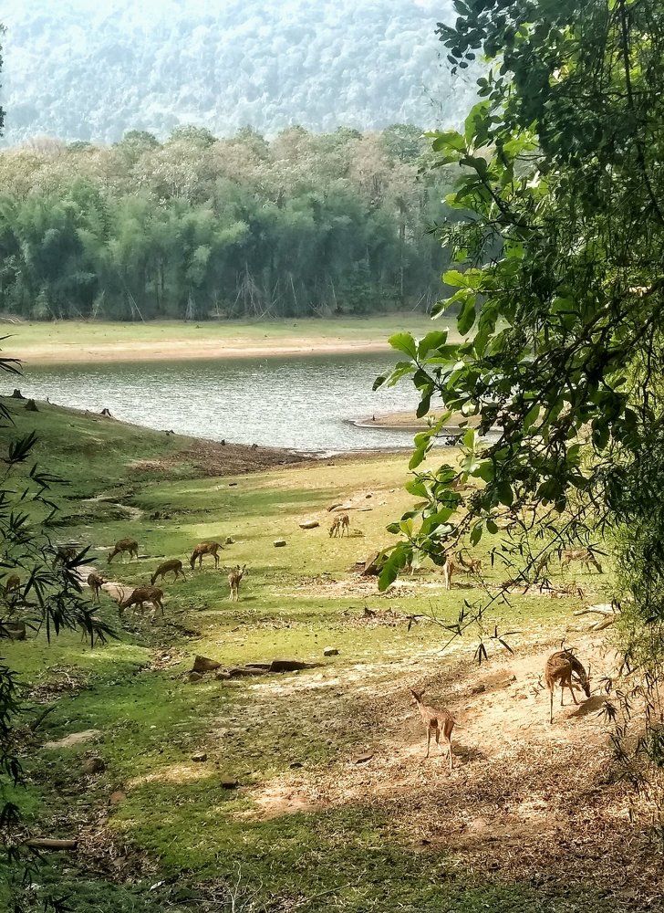 Wild life at Parambikulam, Tamil Nadu