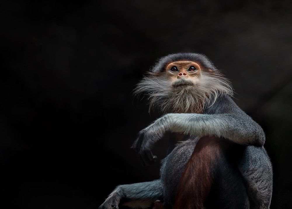 Мыслитель...Немейский тонкотел!Вьетнам......