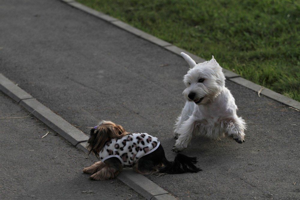 Эмоции собак