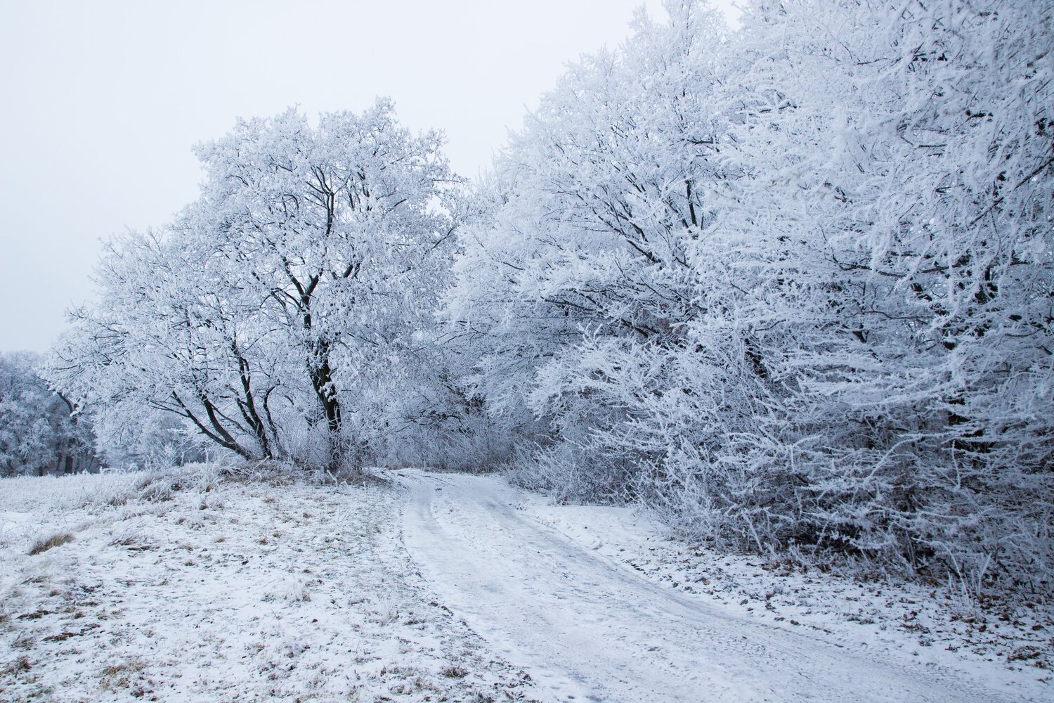 Snow Fairy...